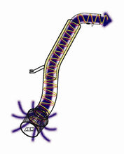 Laden Sie das Bild in den Galerie-Viewer, Photo - Primary