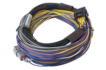 गैलरी व्यूवर में इमेज लोड करें, Haltech Elite 750 8ft Basic Universal Wire-In Harness